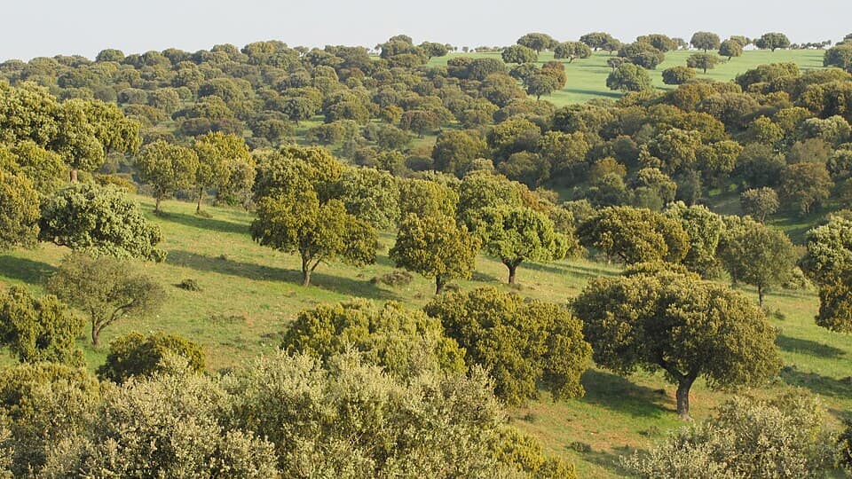 Vista de Pelayos